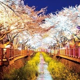 ソウルで花遊び♪桜を堪能できる有名スポット